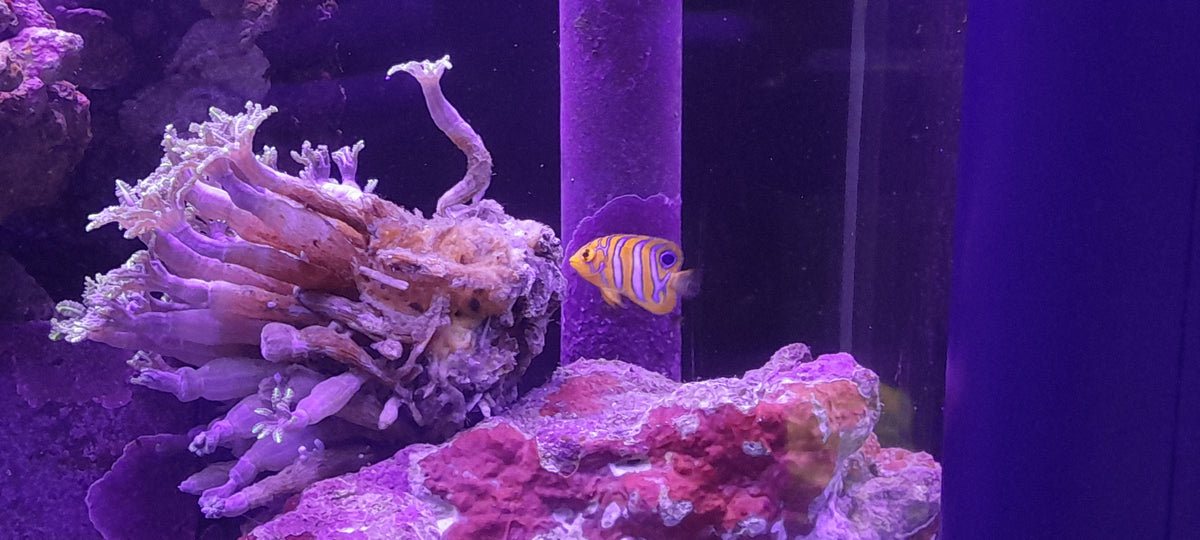 Pygoplites Diacanthus Mer Rouge Juvénile élevage AquaHome