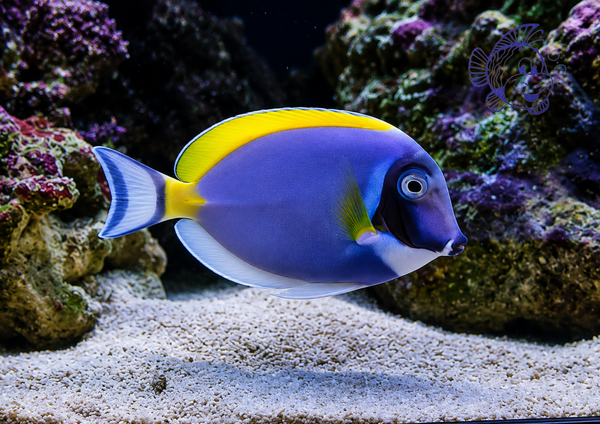 Acanthurus Leucosternon