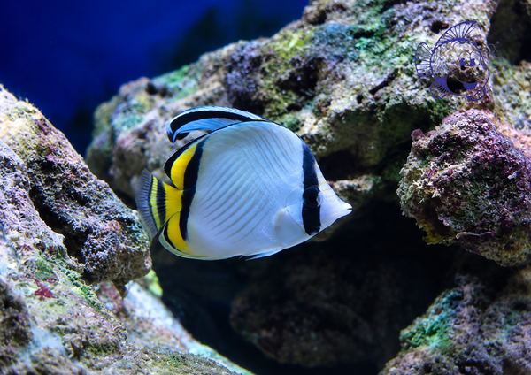 Chaetodon Vagabundus