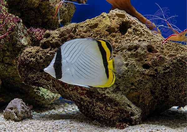 Chaetodon Vagabundus