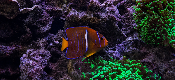 Holacanthus Passer d'élevage