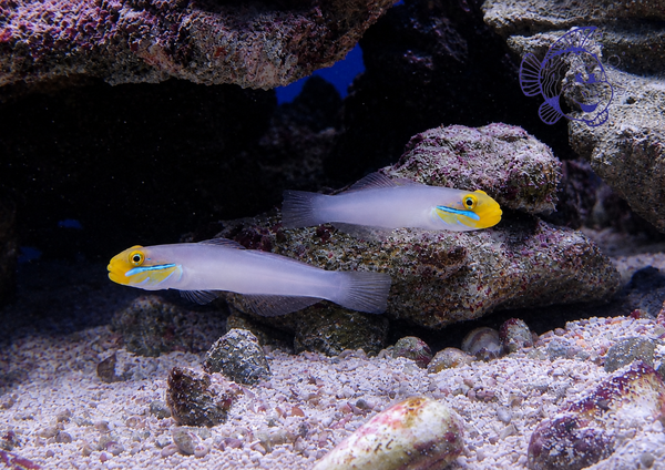 Couple de Valenciennea Strigata