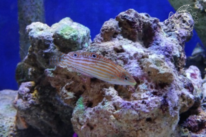 Halichoeres Cosmetus