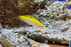 Halichoeres Leucoxanthus