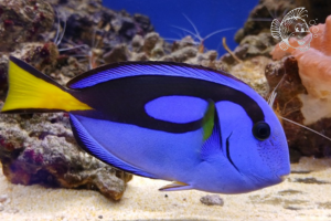 Paracanthurus Hepatus taille L