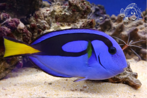 Paracanthurus Hepatus taille L