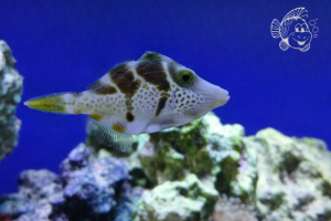 Paraluteres Prionurus