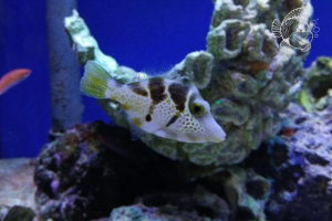 Paraluteres Prionurus