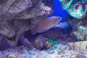 Pholidochromis Cerasina