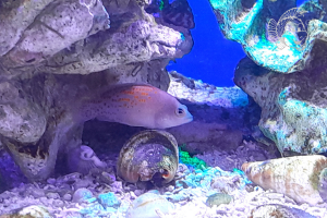 Pholidochromis Cerasina