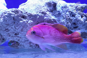 Pseudanthias Bimaculatus Mâle