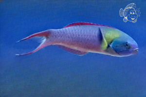 Thalassoma Amblycephalum