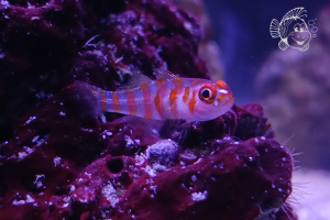 Trimma Rubromaculatum