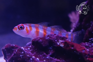 Trimma Rubromaculatum