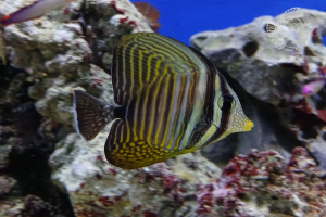 Zebrasoma Desjardinii Taille M