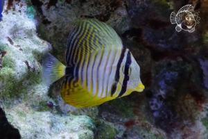 Zebrasoma Desjardinii Taille M