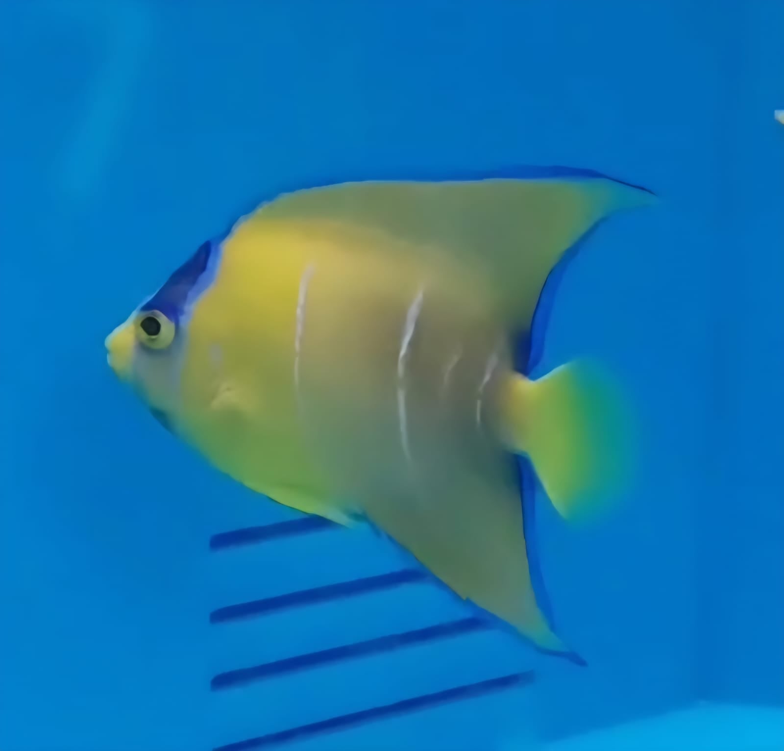 Holacanthus ciliaris M