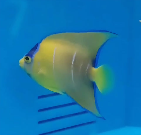 Holacanthus ciliaris M