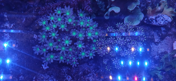 Clavularia