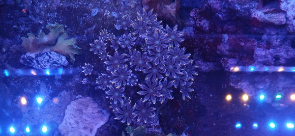 Clavularia