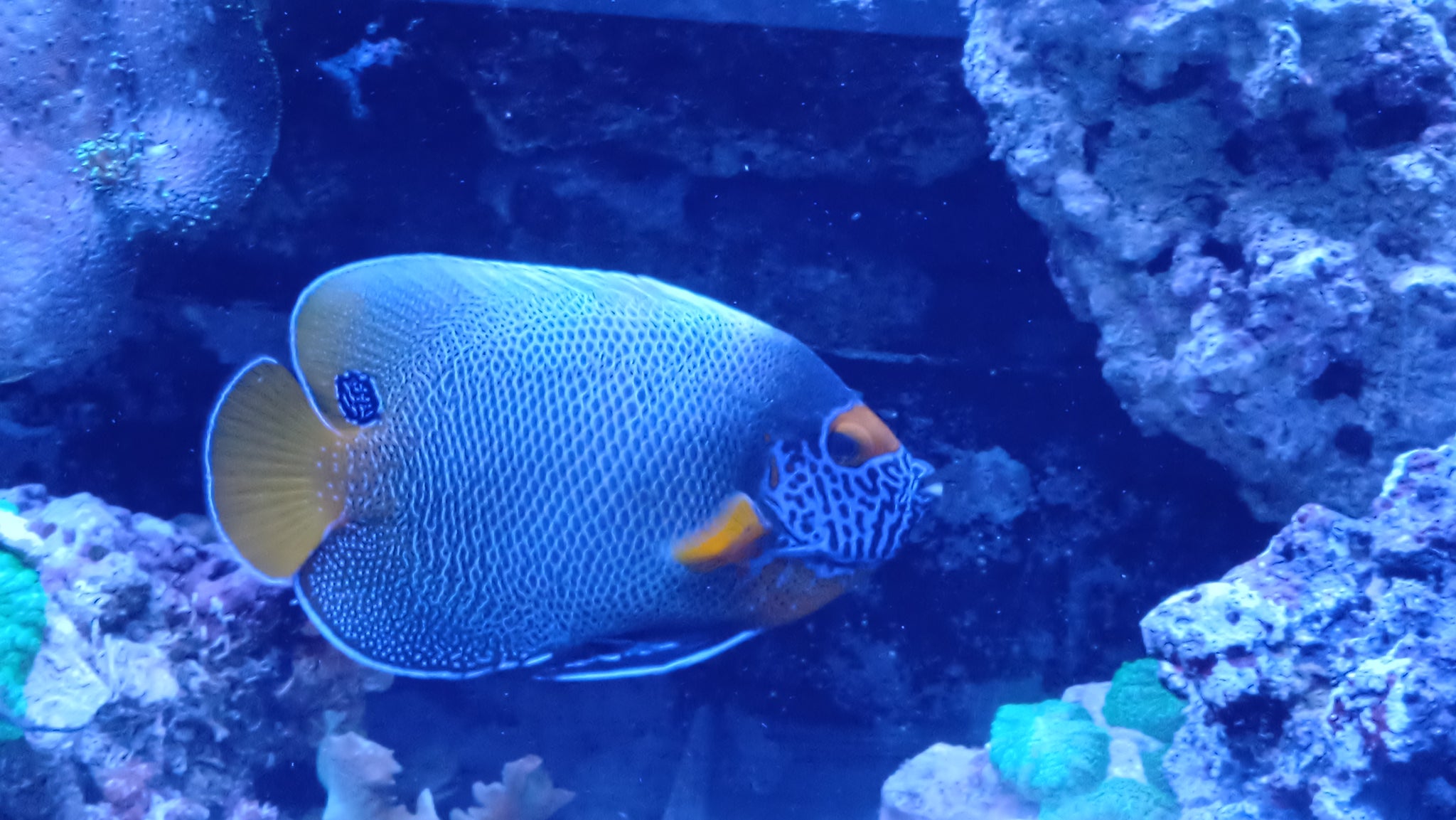 Pomacanthus Xanthometopon Sumbawa