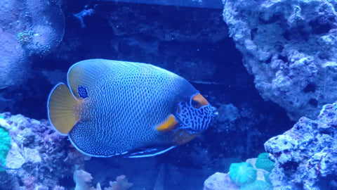 Pomacanthus Xanthometopon Sumbawa