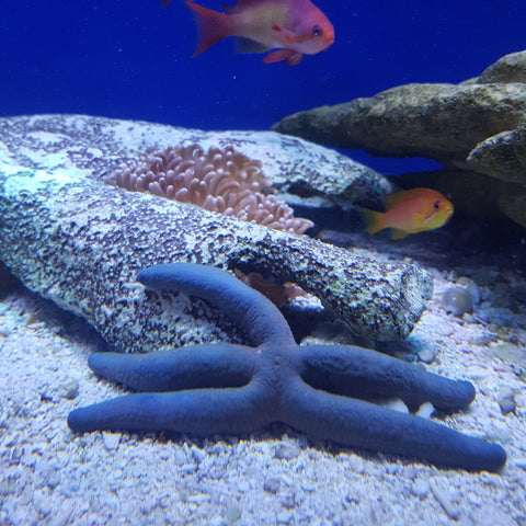 Étoile de mer linckia bleu et rouge