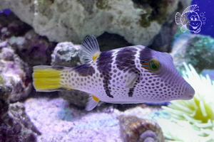 Canthigaster Valentini taille M