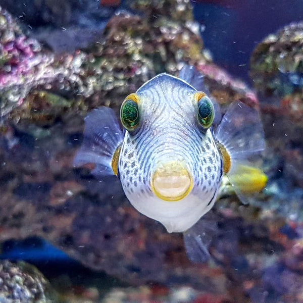 Canthigaster Valentini taille S