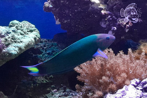 Thalassoma Lunare Taille S